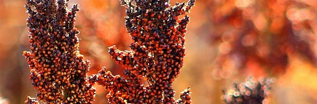 Le Sorgho, une céréale d'avenir en Europe ?